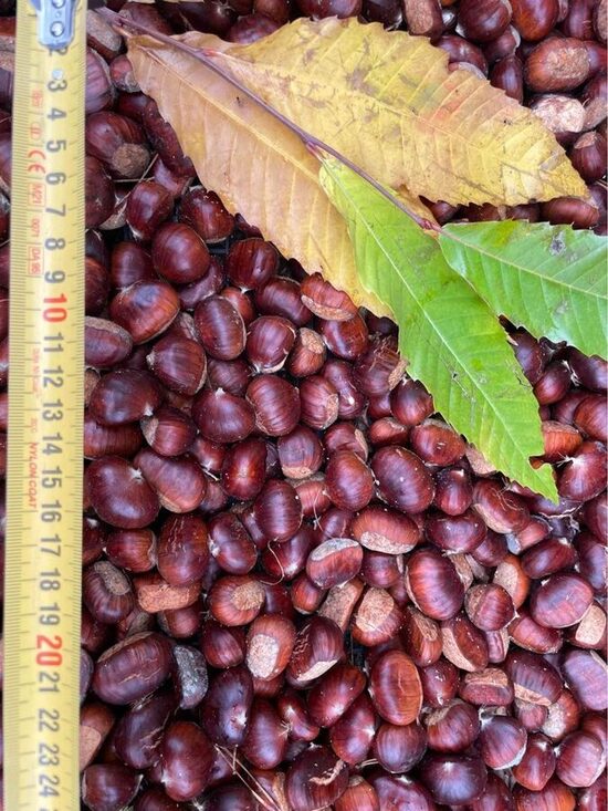 Sweet chestnut (Castanea sativa)